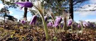 Här är Gotlands nya Natura 2000-områden