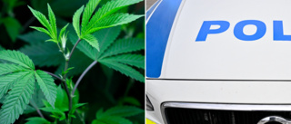 Dom: Mannen köpte bohag från en kompis – och fick cannabisplanta på köpet