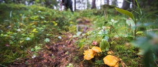 Trög inledning på svampsäsongen