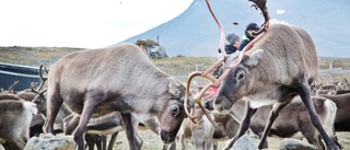 Tjuvjägare sköt och styckade ren i Ståkke sameby.