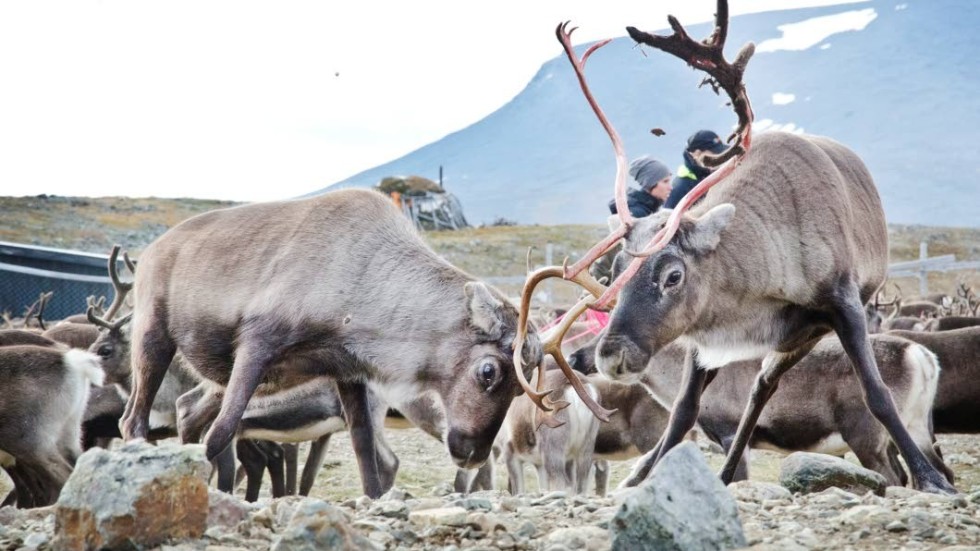 
Renar hamnar i fel sameby på grund av stadsflytten och bullret från borriggar, enligt Gabna sameby som överklagat LKAB:s undersökningstillstånd (Arkivbild).