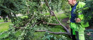 Stor trädgren föll ner i Stadsträdgården