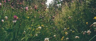 En blomstrande sommaräng