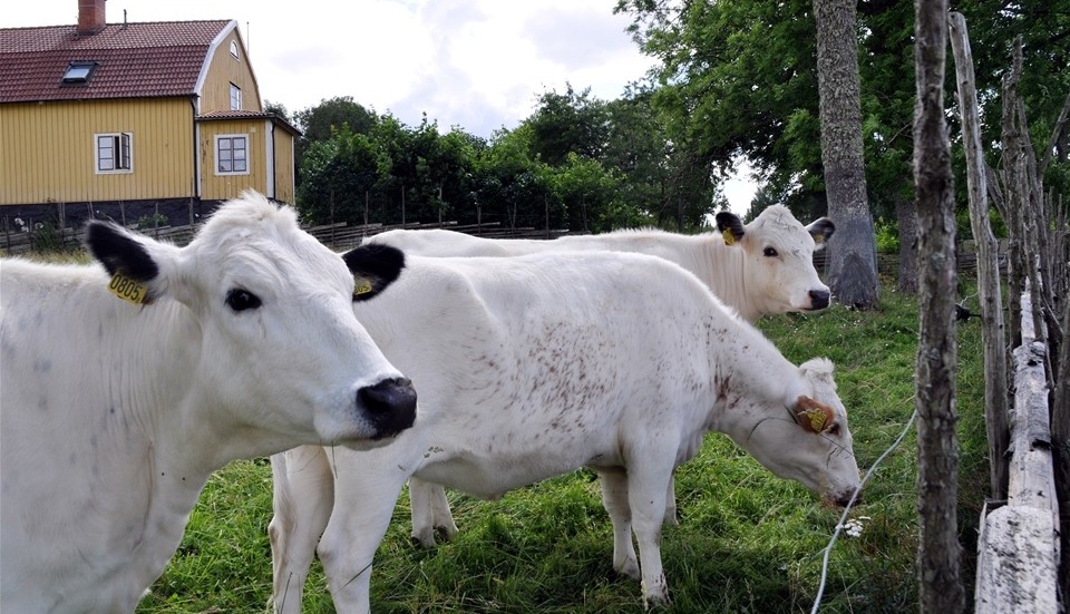 Märkning av naturbeteskött är en del av den nya satsningen. Foto: Tommy Pettersson