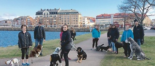 Ute på vandring med hundflocken