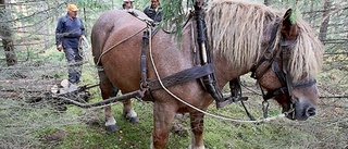 Nytt och historiskt i skogen