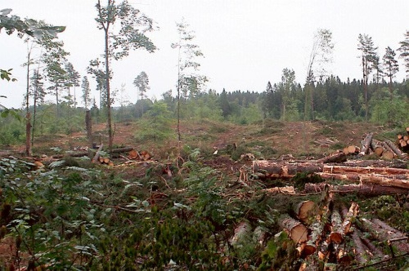 Tidigt i tisdags möttes Vimmerby orienteringsklubb av den här synen. Där det brukar pågå orienteringsverksamhet finns nu bara ett kalhygge.