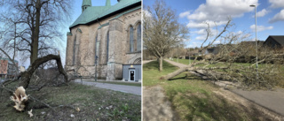 Hårda vindar fällde grenar och träd runt om i länet