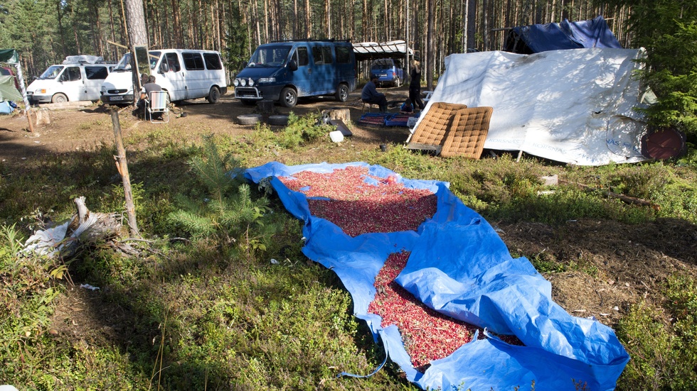 Tidöpartierna ser helst att myndigheterna koncentrerar sig på arbetstillstånd för utländsk arbetskraft, i stället för arbetarnas anställningsvillkor.