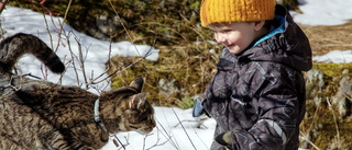 Nya siffror: Snart 2000 registrerade katter i Västervik