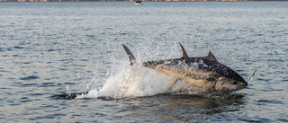 Mängder tonfisk i Öresund: Aldrig sett så mycket