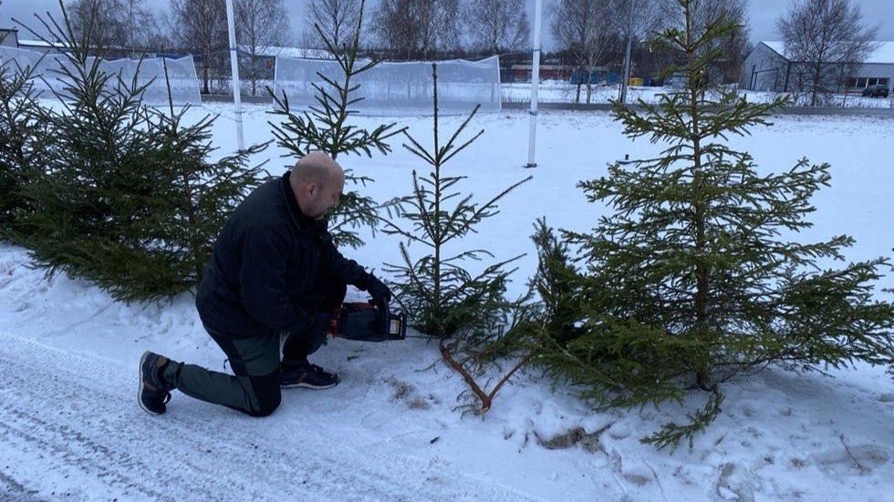 Ett gäng granar står nu uppradade utmed Södra Ringleden i höjd med Bilprovningen i Vimmerby, för bortskänkning.