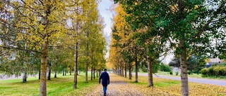 Läsarbilden: Fin höstpromenad 