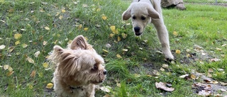 TV: Sixten och Börje testar nya hundparken i Katrineholm