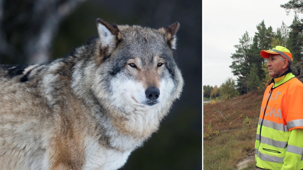 Roger Lundberg är kvalitetssäkrare åt Länsstyrelsen och var på söndagskvällen i området kring Nyhult för att söka efter vargen. I torsdags mötte han den. Arkivbild.