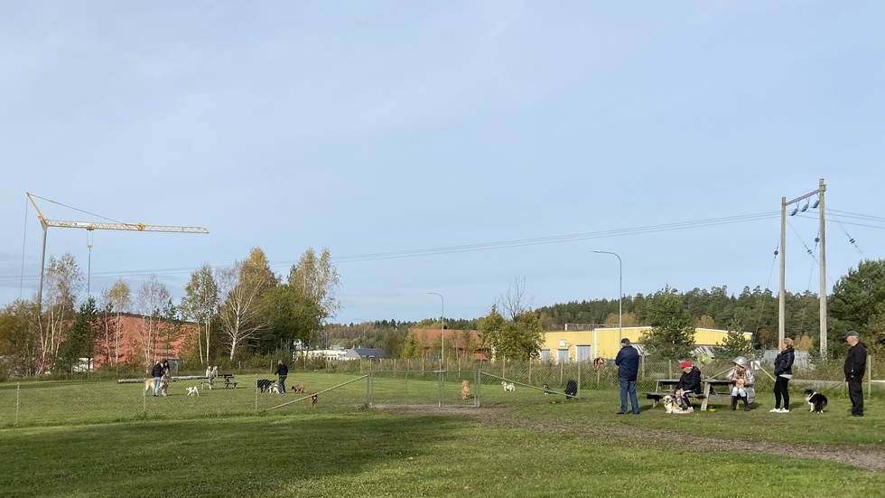 Hundbajs som lämnas kvar i rastgården är inget som någon uppskattar. Men vem är den skyldige? Personerna på bilden har inget samband med artikeln.