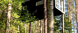 Bodens demensförening besökte Treehotel