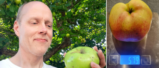 Fredriks skörd slår Borensbergsbons megaäpple