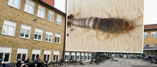 Big bug invasion: school cries out for help again