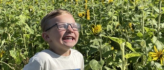 Falcon, 5, startade självplock av solrosor för Barncancerfonden