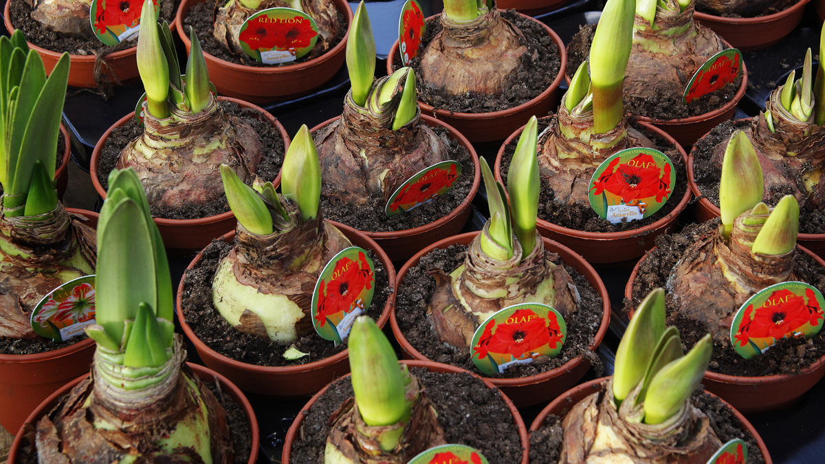 Amaryllis halva priset