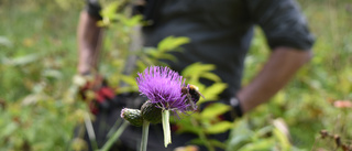 Saving our flora: confronting the menace of invasive lupines