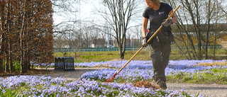 Praktfull blomning inleder våren i parkerna