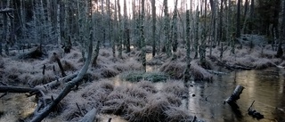 Skydda Lunsenskogen från hotande avverkning