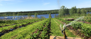 Därför blir det inga jordgubbar till midsommar