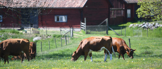 Människan är en bra mycket större miljöbov än kon