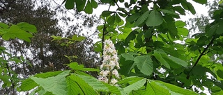 Ovanlig blomning på Åsgatan i Piteå: "Första gången på 45 år"