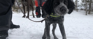 Så gick det till när kvinnan hittades: ”Valpen vägrade komma när vi ropade på honom”