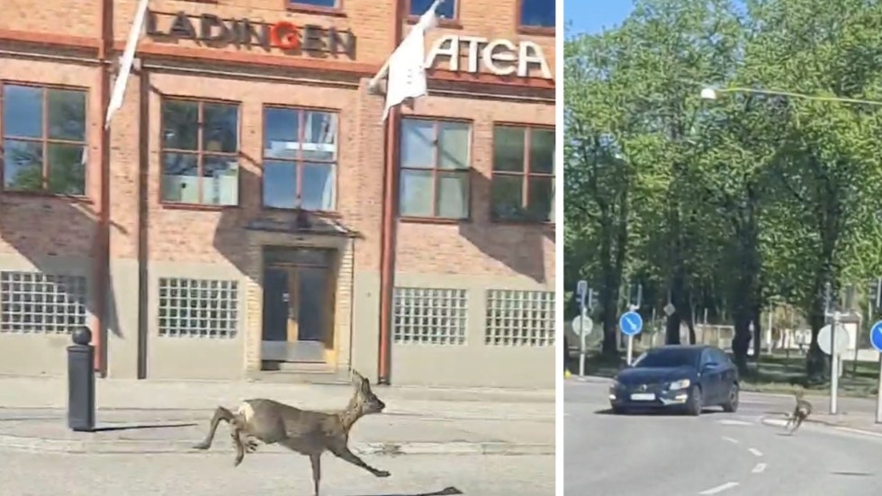 "Oavsett om det kommer ett rådjur eller ett barn på cykel så måste man som bilist vara uppmärksam på alla faror som kan uppstå." Det säger kommunjägaren Anders Eklund.