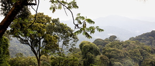 Bergsskog lagrar mer kol än i Amazonas