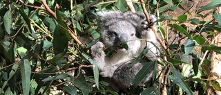 Koalor ska vaccineras mot klamydia