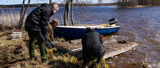 Fågelklubbens knep fungerade – nu ökar antalet måsar