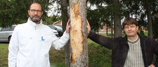 Skadade granar vid skolgård – föräldrar funderar på att hålla barnen hemma när det blåser • "Absurt"