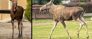 Vilsen älg på vift bland gårdarna på Norr: ✓Därför irrar den omkring ✓Kompisen avlivad i Balsta ✓"Försökte flörta lite"