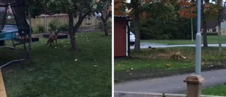 Boende: Räven i Vidingsjö har attackerat katter och dödat kaniner – gör något nu