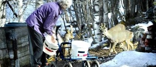 Hos Nancy och Maj-Britt trivs rådjuren