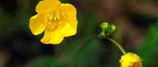 Säkerhet går före blommor