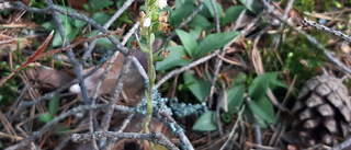 Det är staten, inte blomman, som är problemet