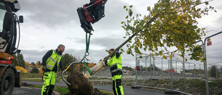 Skiftinges förvandling – nu planteras 70 träd i området