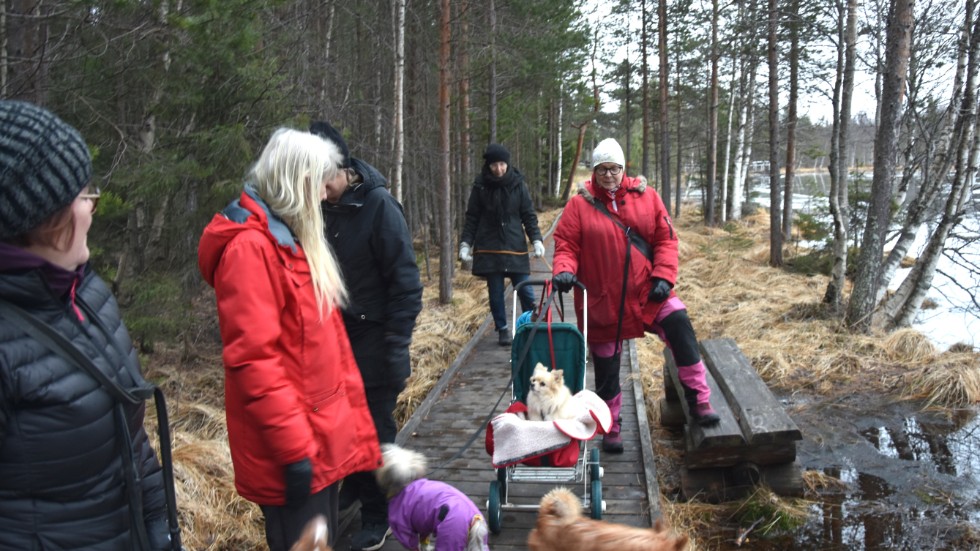 Hertsöträsket används av många, här är det Siv Smeds Inger Rutberg, Ylva Sköld, Helena Gustafsson och Åsa Eriksson som är på en omfattande hundpromenad på de fina spångarna som kommunen gjort i ordning. Så pass fina att även hunden Ville kan lyxa till det med att åka barnvagn.