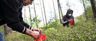 Galna mängder blåbär i öns skogar