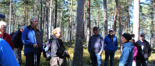 Urgammal och ny skog hos Holmen Skog