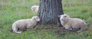 Bä, inte bu, tycker fåren om sommarbetet