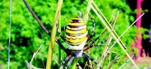 Ovanligt insektsfynd i Äskestock