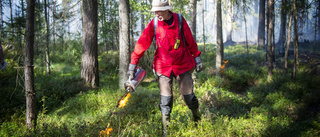 TV: 13 hektar skog brinner – för mångfaldens skull