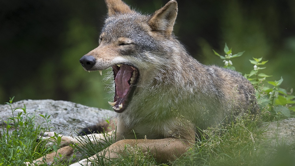 
Fem får har dödats – eller fått avlivas – efter ett vargangrepp söder om Söderköping. På bilden syns dock en tidigare varg på Skansen.